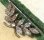 画像5: Antique Saphiret Leaves Brooch