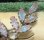 画像3: Antique Saphiret Leaves Brooch