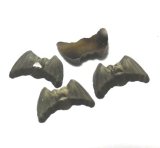 画像: Froseted Morion Bat FB Stone 10*6mm (2個入り）